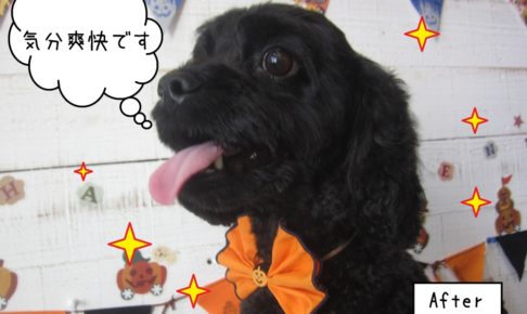 笑顔ハロウィンミックス