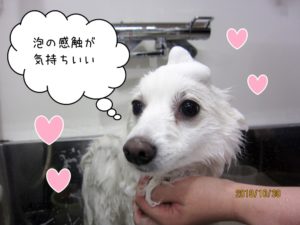 シャンプー中スピッツ