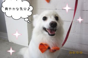 笑顔ハロウィンスピッツ