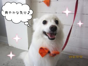 笑顔ハロウィンスピッツ