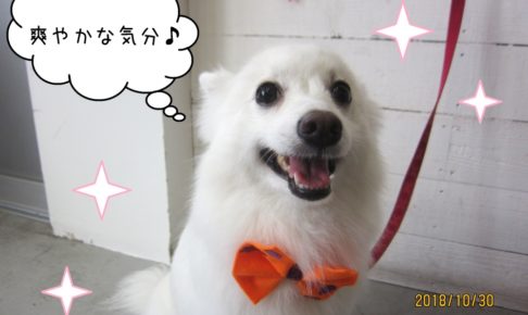 笑顔ハロウィンスピッツ