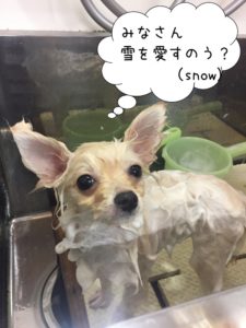 シャンプー中ポメラニアン