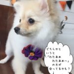 アイドルポメラニアン