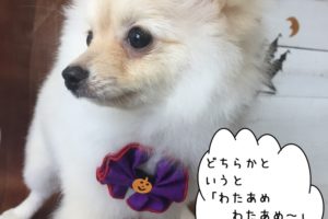 アイドルポメラニアン