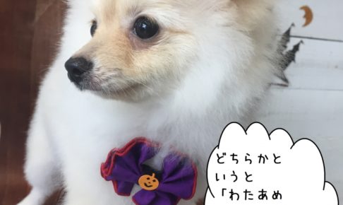 アイドルポメラニアン