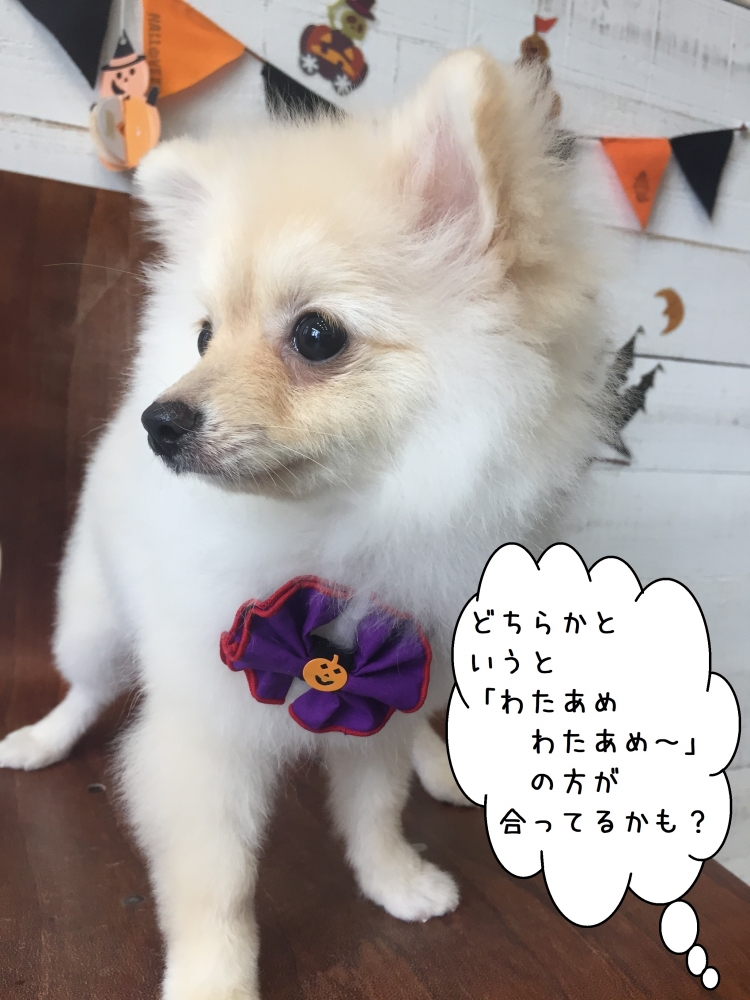 アイドルポメラニアン