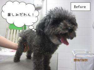 カット前トイプードル