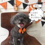 笑顔ハロウィントイプードル