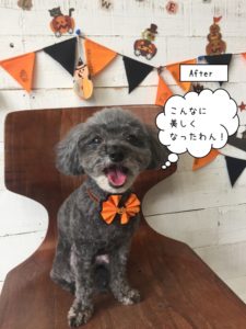 笑顔ハロウィントイプードル