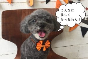 笑顔ハロウィントイプードル