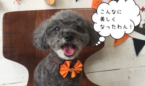 笑顔ハロウィントイプードル