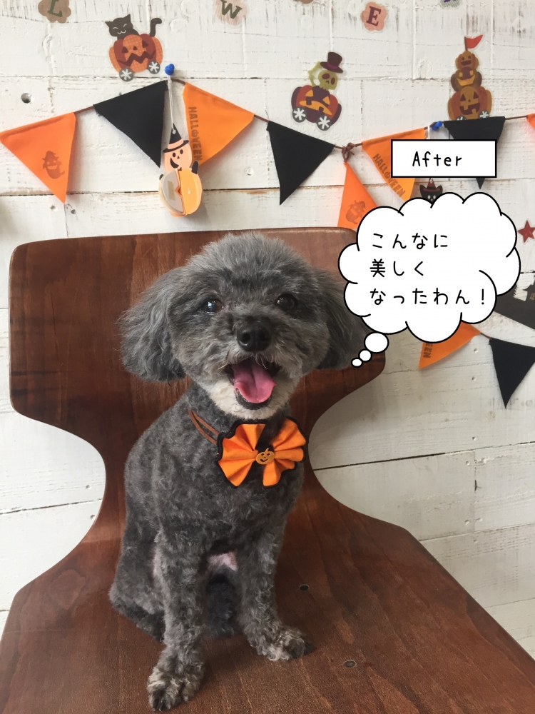笑顔ハロウィントイプードル