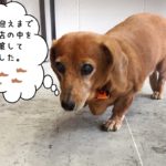 てくてくミニチュアダックス