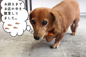 てくてくミニチュアダックス