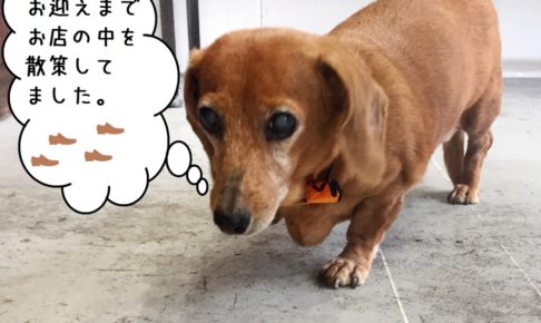 てくてくミニチュアダックス