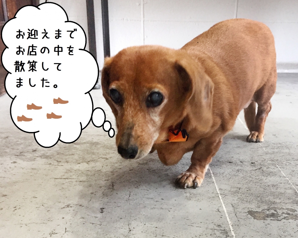 てくてくミニチュアダックス