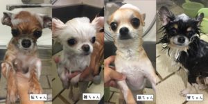 シャンプー中チワワ