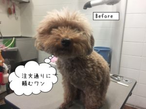 カット前トイプードル