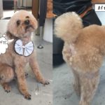 えっへんトイプードル