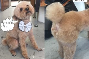 えっへんトイプードル