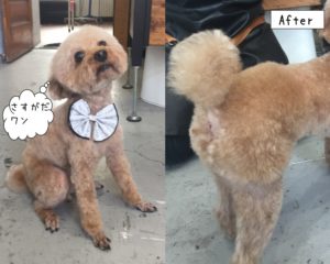 えっへんトイプードル