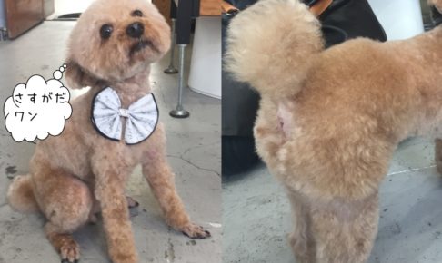 えっへんトイプードル