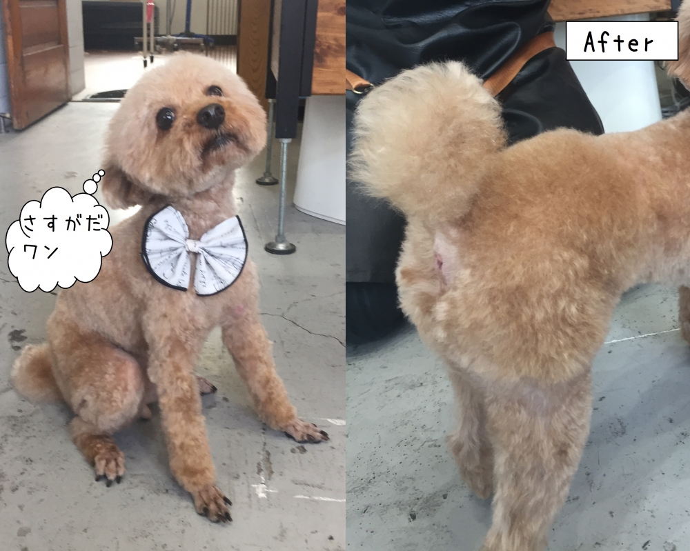 えっへんトイプードル