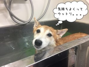 スパ中柴犬