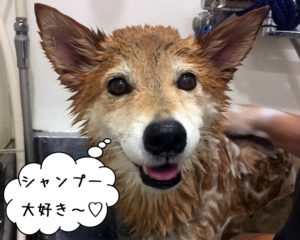 シャンプー中ミックス