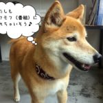 もの憂げミックス