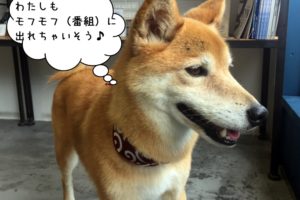 もの憂げミックス