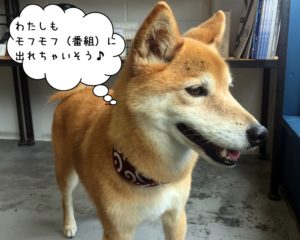 もの憂げミックス