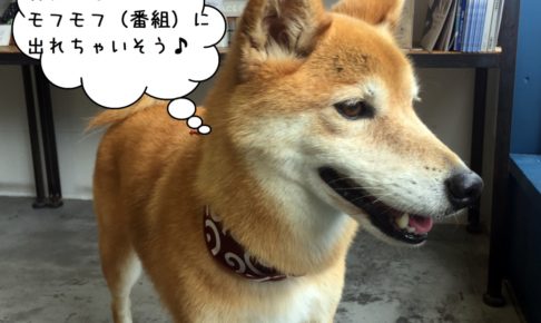 もの憂げミックス