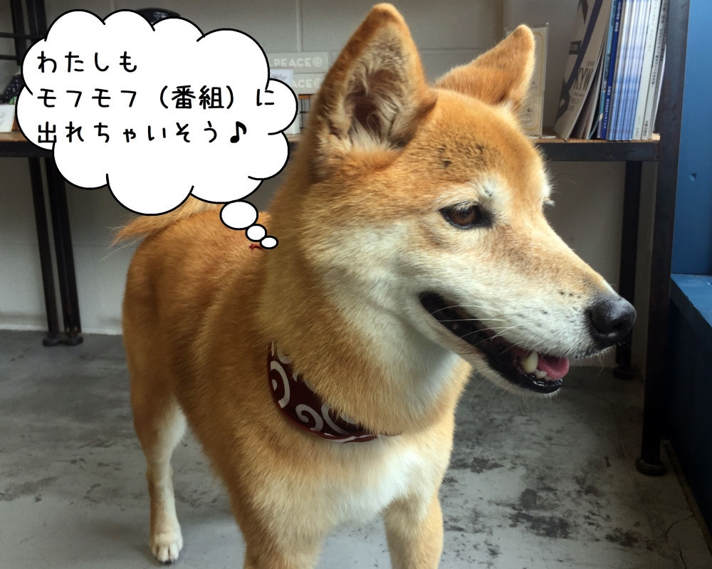 もの憂げミックス