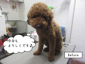 カット前トイプードル