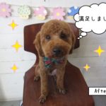 おすましトイプードル