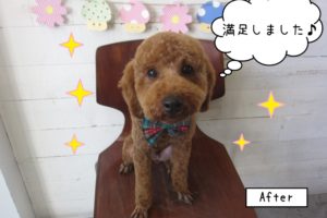 おすましトイプードル