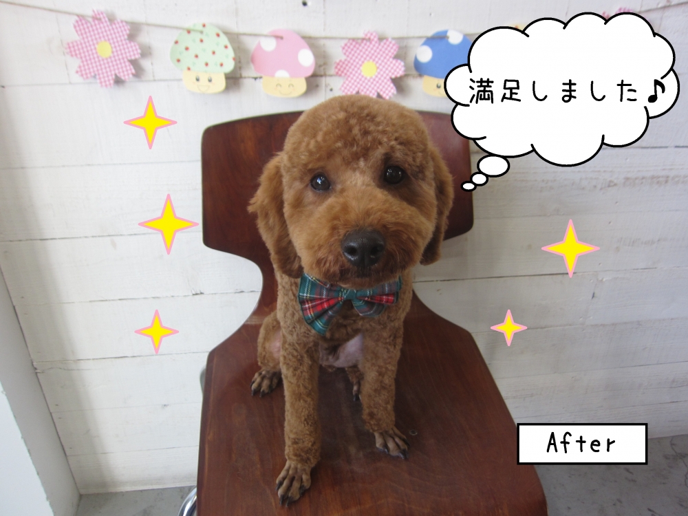 おすましトイプードル