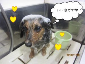 シャンプー中ミニチュアダックス