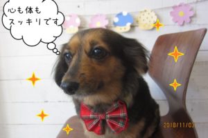 キラキラ爽やかミニチュアダックス