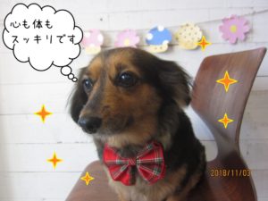 キラキラ爽やかミニチュアダックス