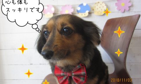 キラキラ爽やかミニチュアダックス