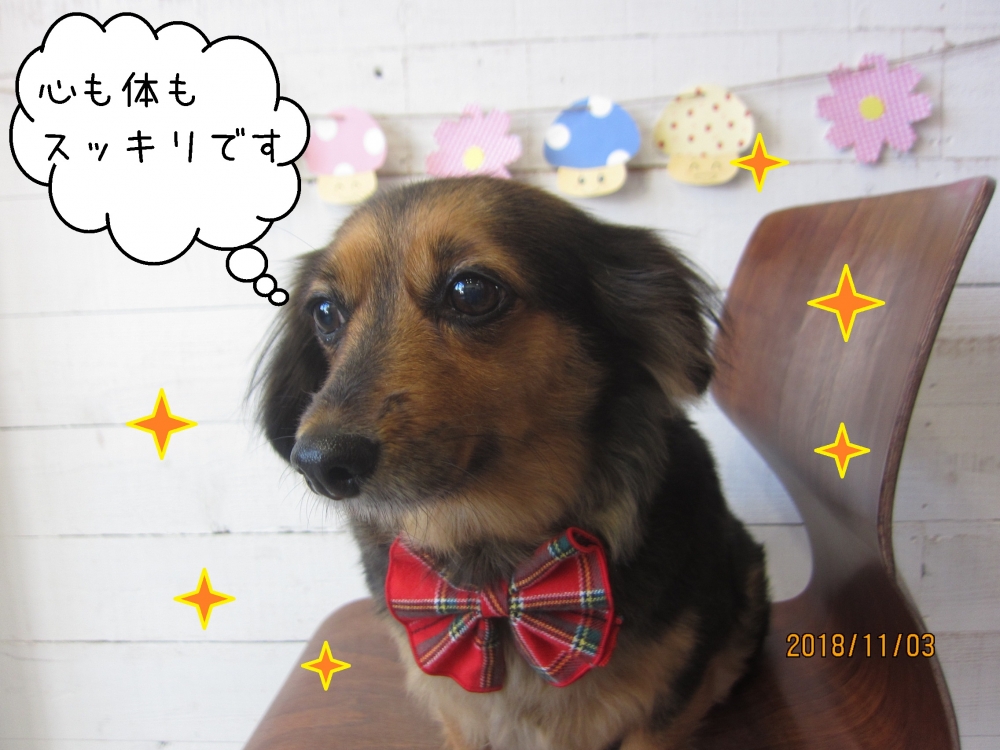 キラキラ爽やかミニチュアダックス