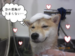 シャンプー中柴犬
