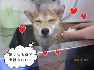 スパ中柴犬