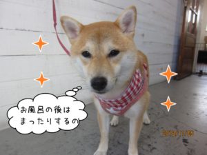 爽やか柴犬