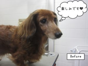 カット前ミニチュアダックス