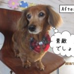 おすましミニチュアダックス