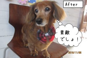 おすましミニチュアダックス