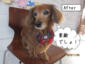 おすましミニチュアダックス